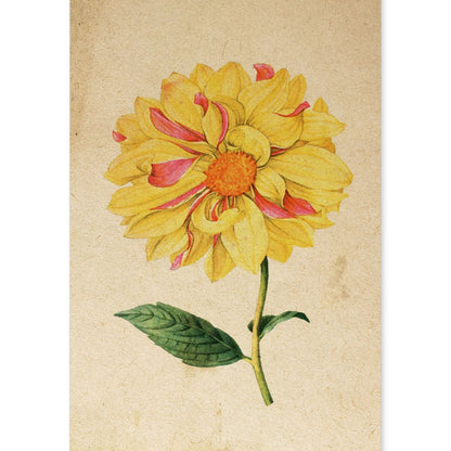 Poster de flores vintage. Lámina Dahlia con diseño vintage.-Artwork-Nacnic-A4-Sin marco-Nacnic Estudio SL