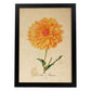 Poster de flores vintage. Lámina Dahlia Naranja con diseño vintage.-Artwork-Nacnic-A4-Marco Negro-Nacnic Estudio SL