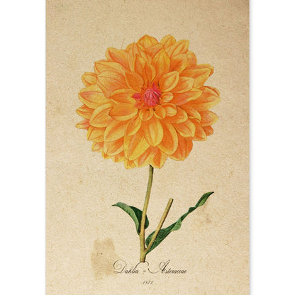 Poster de flores vintage. Lámina Dahlia Naranja con diseño vintage.-Artwork-Nacnic-A4-Sin marco-Nacnic Estudio SL