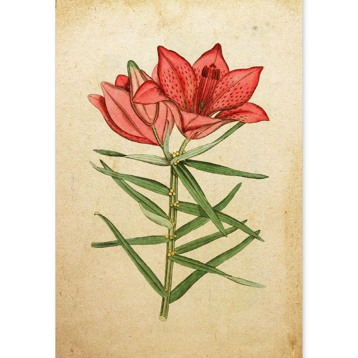 Poster de flores vintage. Lámina Hemerocallis, daylily con diseño vintage.-Artwork-Nacnic-A4-Sin marco-Nacnic Estudio SL