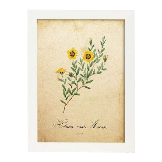 Poster de flores vintage. Lámina Hibiscus rosa 2 con diseño vintage.-Artwork-Nacnic-A4-Marco Blanco-Nacnic Estudio SL
