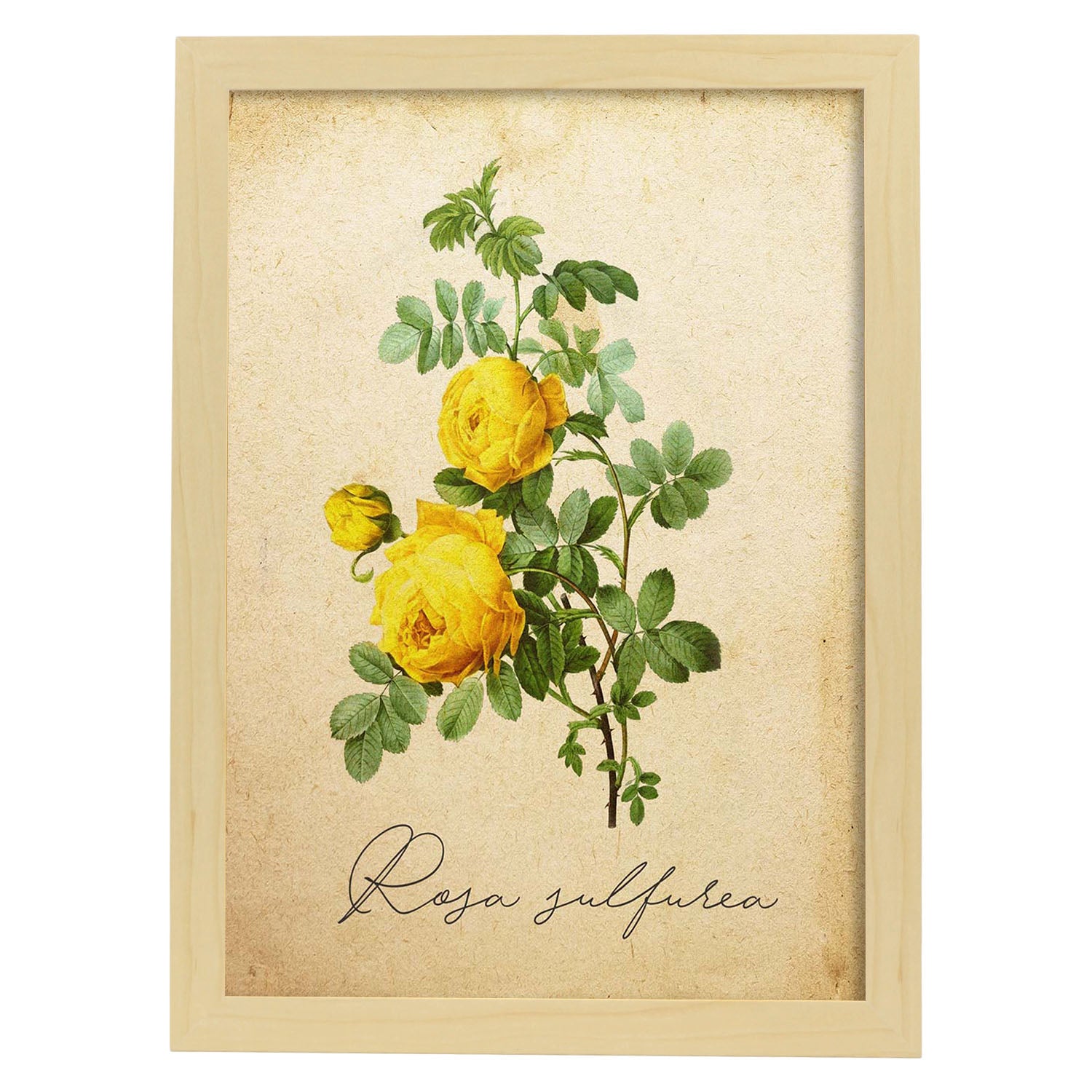 Poster de flores vintage. Lámina Hibiscus rosa - amarillo con diseño vintage.-Artwork-Nacnic-A3-Marco Madera clara-Nacnic Estudio SL