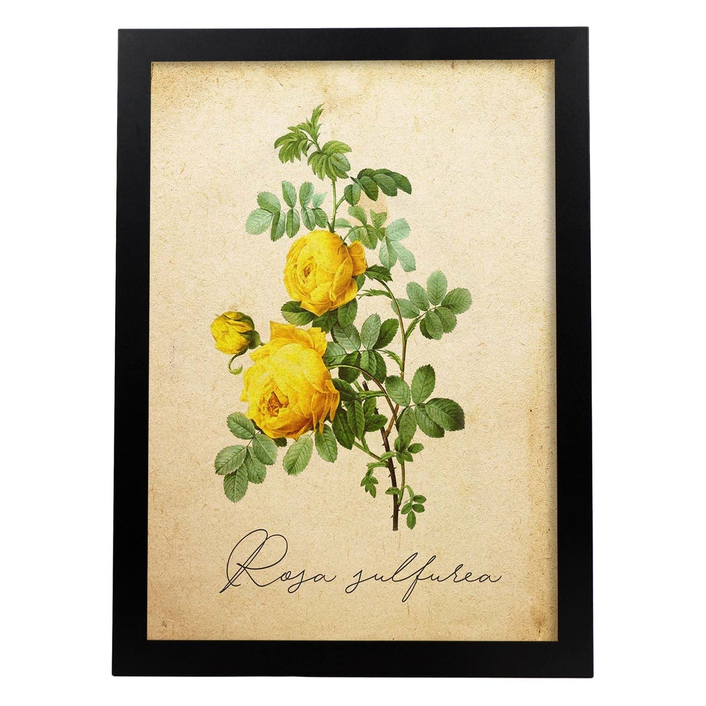 Poster de flores vintage. Lámina Hibiscus rosa - amarillo con diseño vintage.-Artwork-Nacnic-A3-Marco Negro-Nacnic Estudio SL
