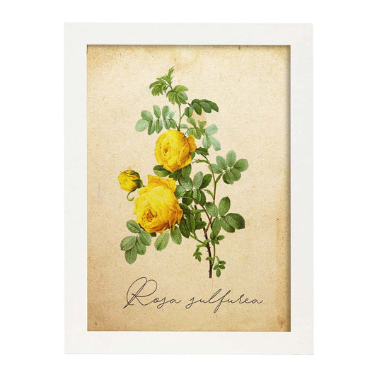 Poster de flores vintage. Lámina Hibiscus rosa - amarillo con diseño vintage.-Artwork-Nacnic-A4-Marco Blanco-Nacnic Estudio SL