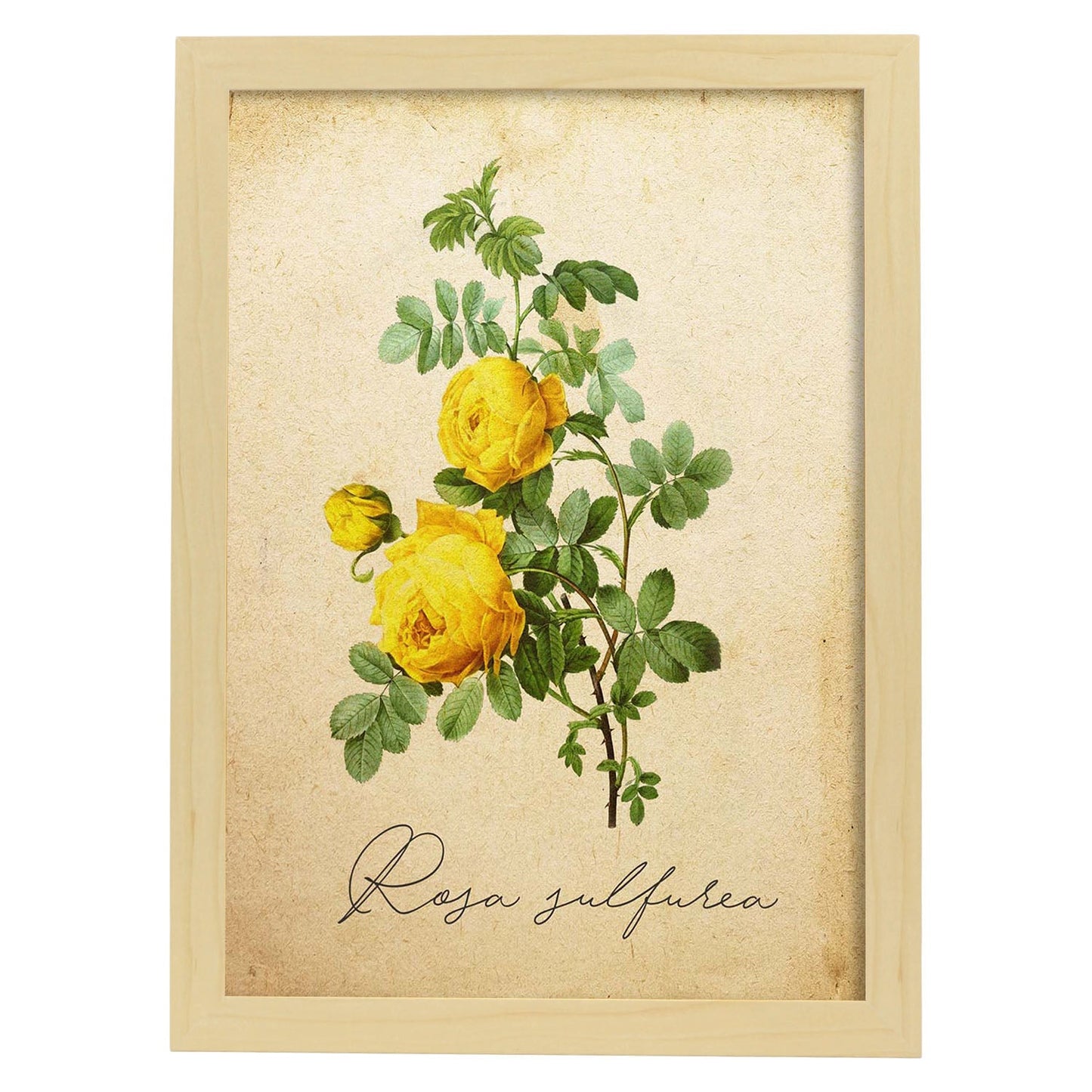 Poster de flores vintage. Lámina Hibiscus rosa - amarillo con diseño vintage.-Artwork-Nacnic-A4-Marco Madera clara-Nacnic Estudio SL