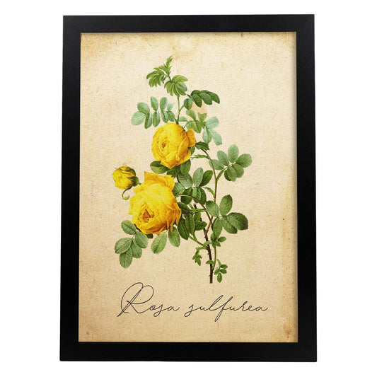 Poster de flores vintage. Lámina Hibiscus rosa - amarillo con diseño vintage.-Artwork-Nacnic-A4-Marco Negro-Nacnic Estudio SL