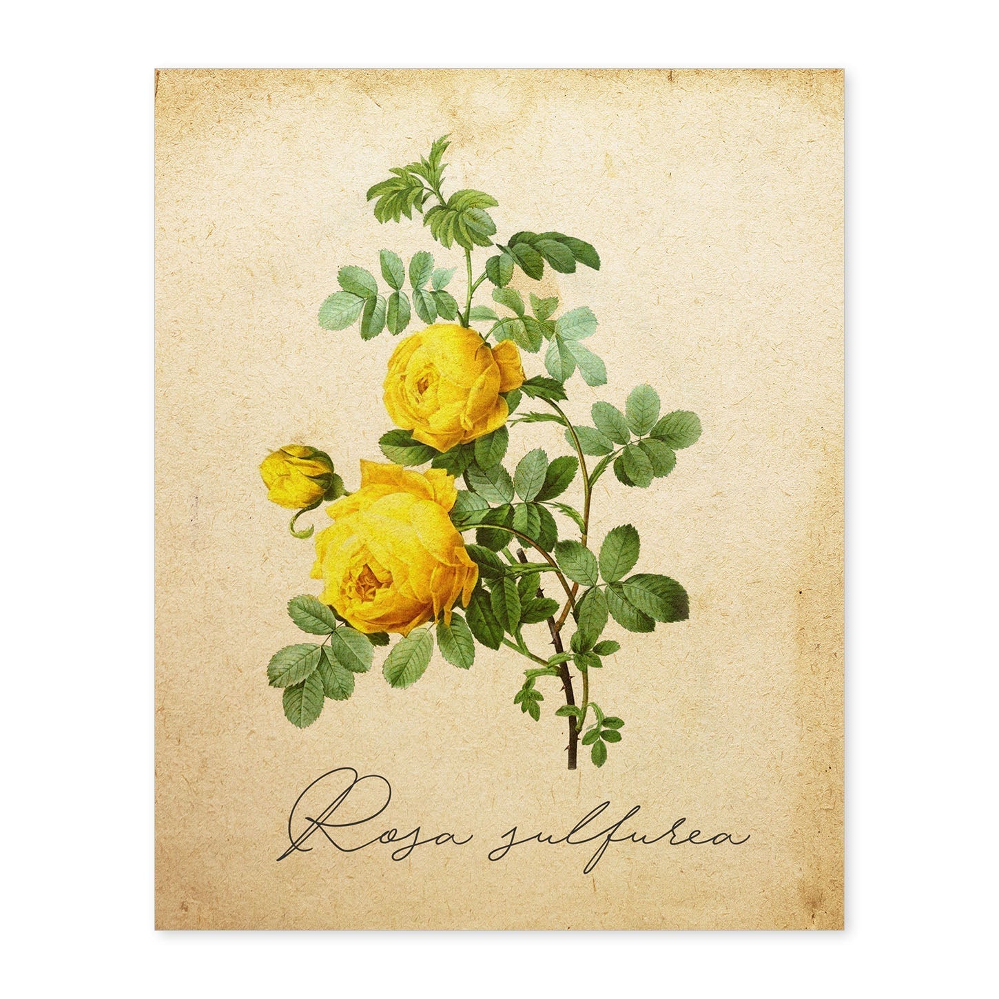 Poster de flores vintage. Lámina Hibiscus rosa - amarillo con diseño vintage.-Artwork-Nacnic-A4-Sin marco-Nacnic Estudio SL