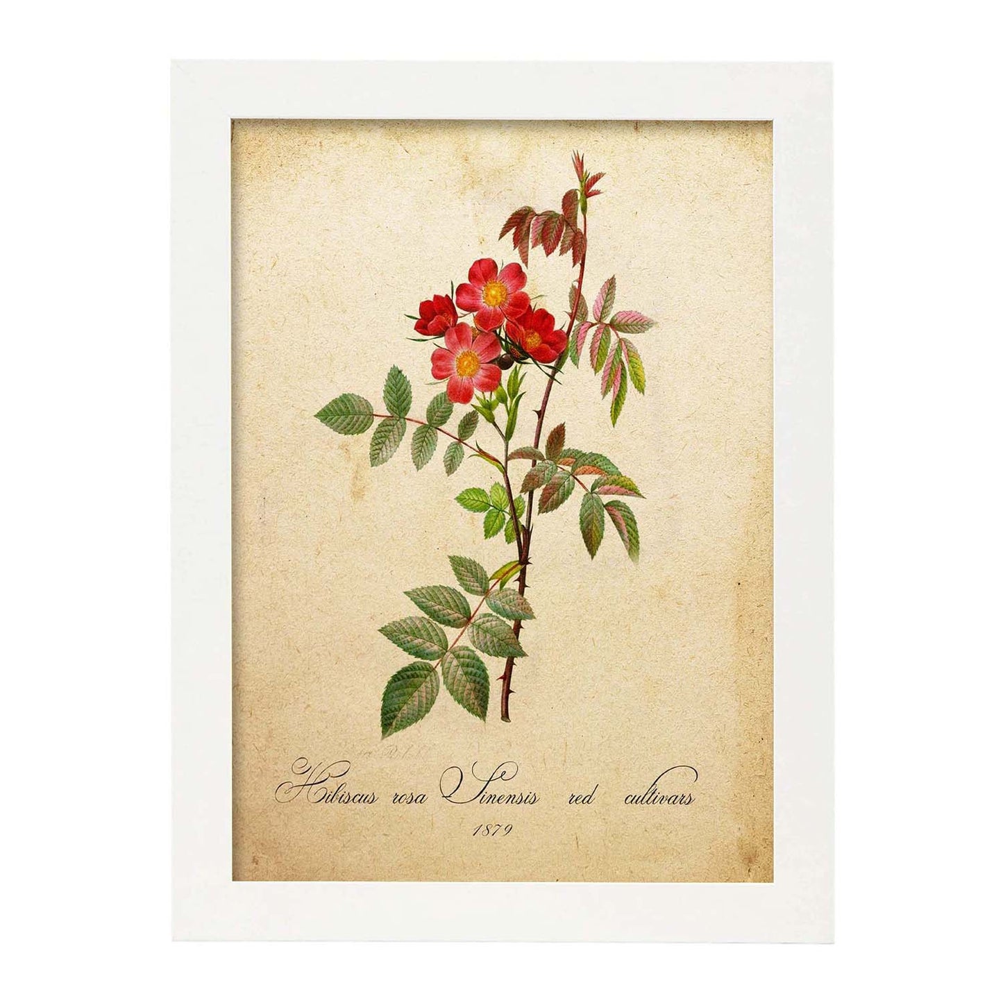 Poster de flores vintage. Lámina Hibiscus rosa con diseño vintage.-Artwork-Nacnic-A3-Marco Blanco-Nacnic Estudio SL
