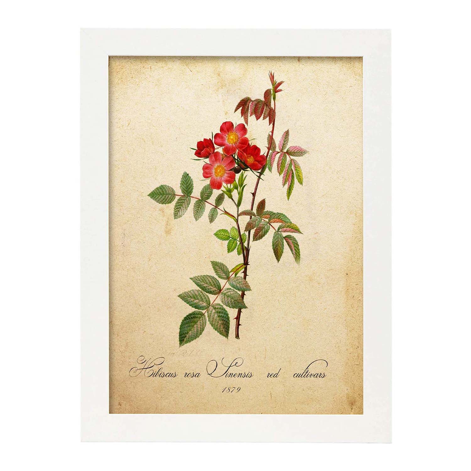 Poster de flores vintage. Lámina Hibiscus rosa con diseño vintage.-Artwork-Nacnic-A4-Marco Blanco-Nacnic Estudio SL