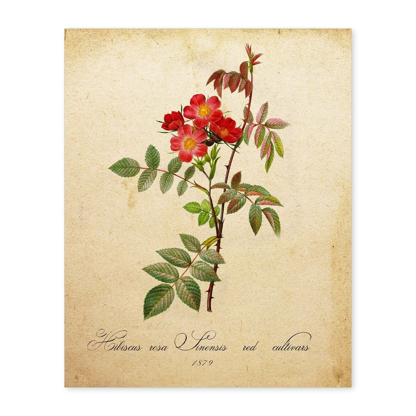 Poster de flores vintage. Lámina Hibiscus rosa con diseño vintage.-Artwork-Nacnic-A4-Sin marco-Nacnic Estudio SL