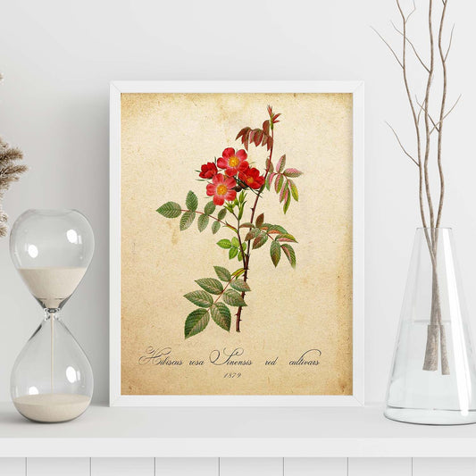 Poster de flores vintage. Lámina Hibiscus rosa con diseño vintage.-Artwork-Nacnic-Nacnic Estudio SL