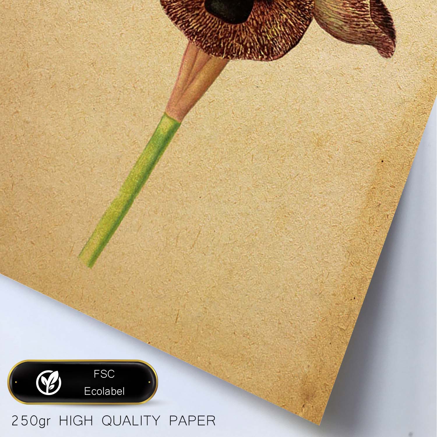 Poster de flores vintage. Lámina Iris Angiosperms con diseño vintage.-Artwork-Nacnic-Nacnic Estudio SL