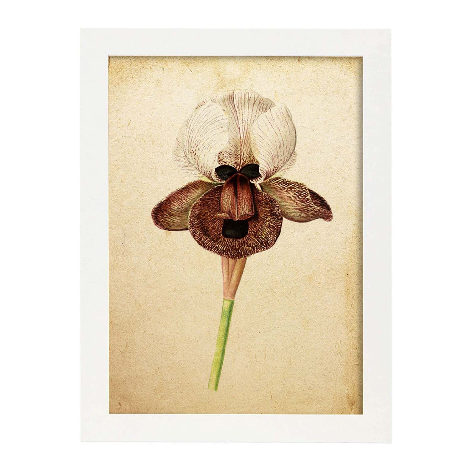 Poster de flores vintage. Lámina Iris Angiosperms con diseño vintage.-Artwork-Nacnic-A3-Marco Blanco-Nacnic Estudio SL