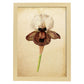 Poster de flores vintage. Lámina Iris Angiosperms con diseño vintage.-Artwork-Nacnic-A3-Marco Madera clara-Nacnic Estudio SL