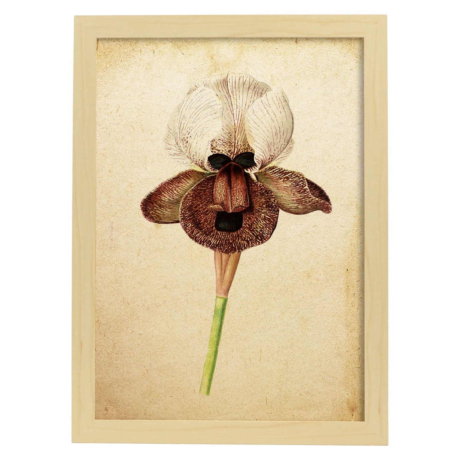 Poster de flores vintage. Lámina Iris Angiosperms con diseño vintage.-Artwork-Nacnic-A3-Marco Madera clara-Nacnic Estudio SL