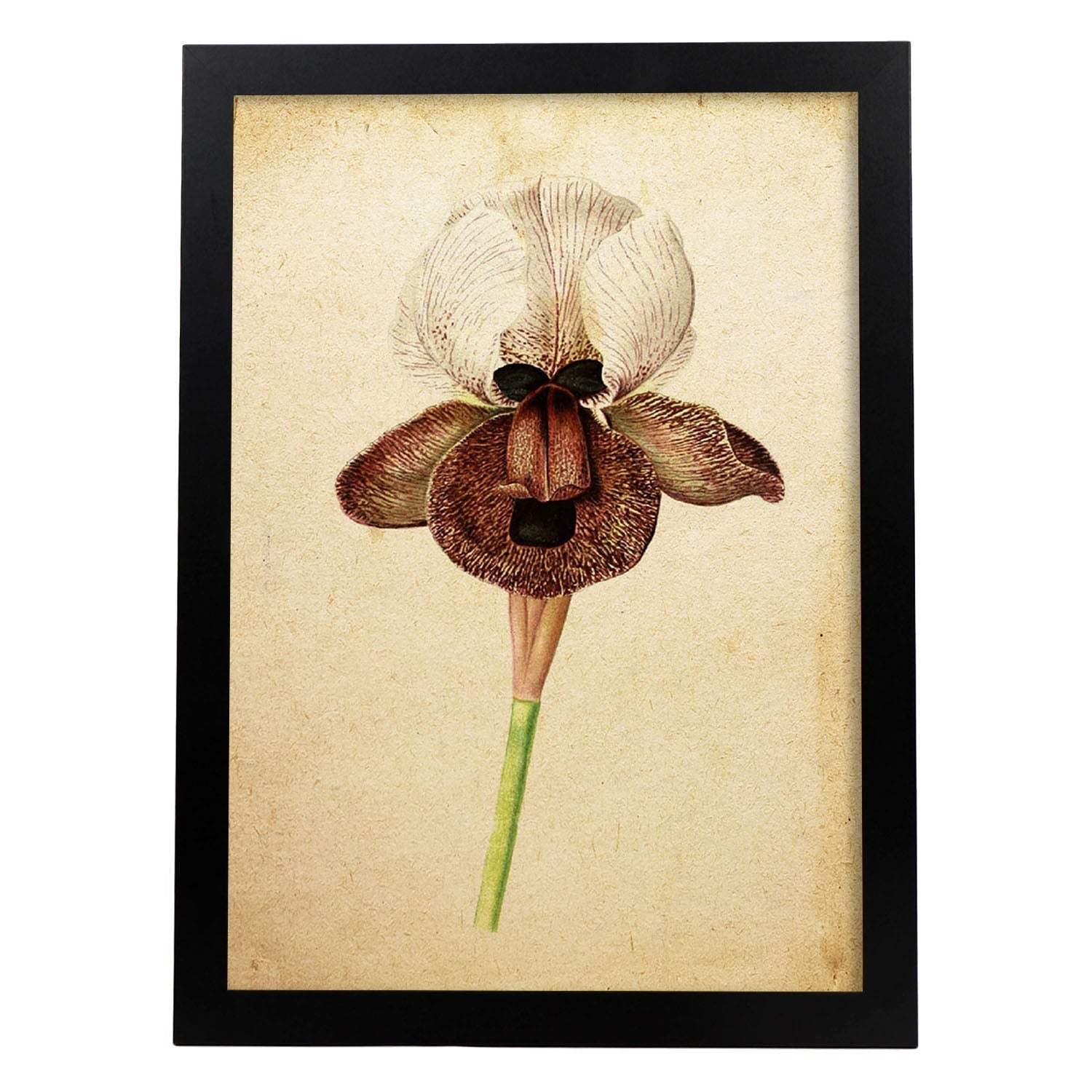 Poster de flores vintage. Lámina Iris Angiosperms con diseño vintage.-Artwork-Nacnic-A3-Marco Negro-Nacnic Estudio SL
