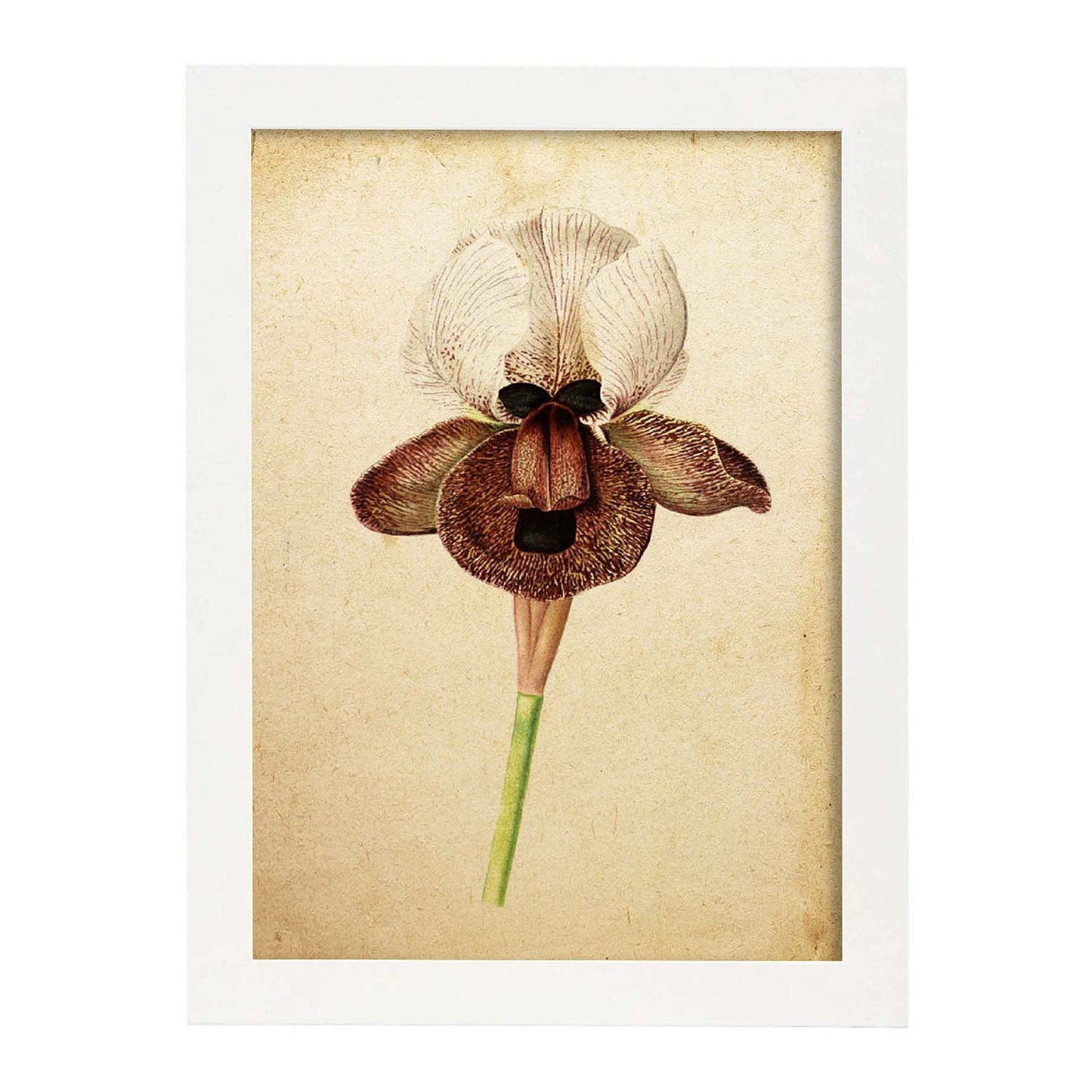 Poster de flores vintage. Lámina Iris Angiosperms con diseño vintage.-Artwork-Nacnic-A4-Marco Blanco-Nacnic Estudio SL