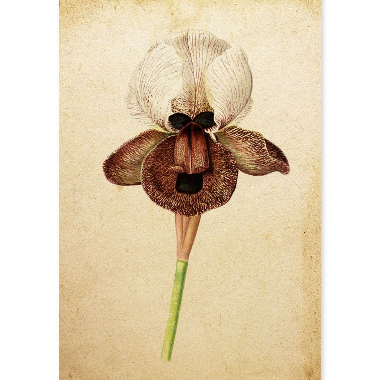Poster de flores vintage. Lámina Iris Angiosperms con diseño vintage.-Artwork-Nacnic-A4-Sin marco-Nacnic Estudio SL
