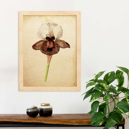 Poster de flores vintage. Lámina Iris Angiosperms con diseño vintage.-Artwork-Nacnic-Nacnic Estudio SL