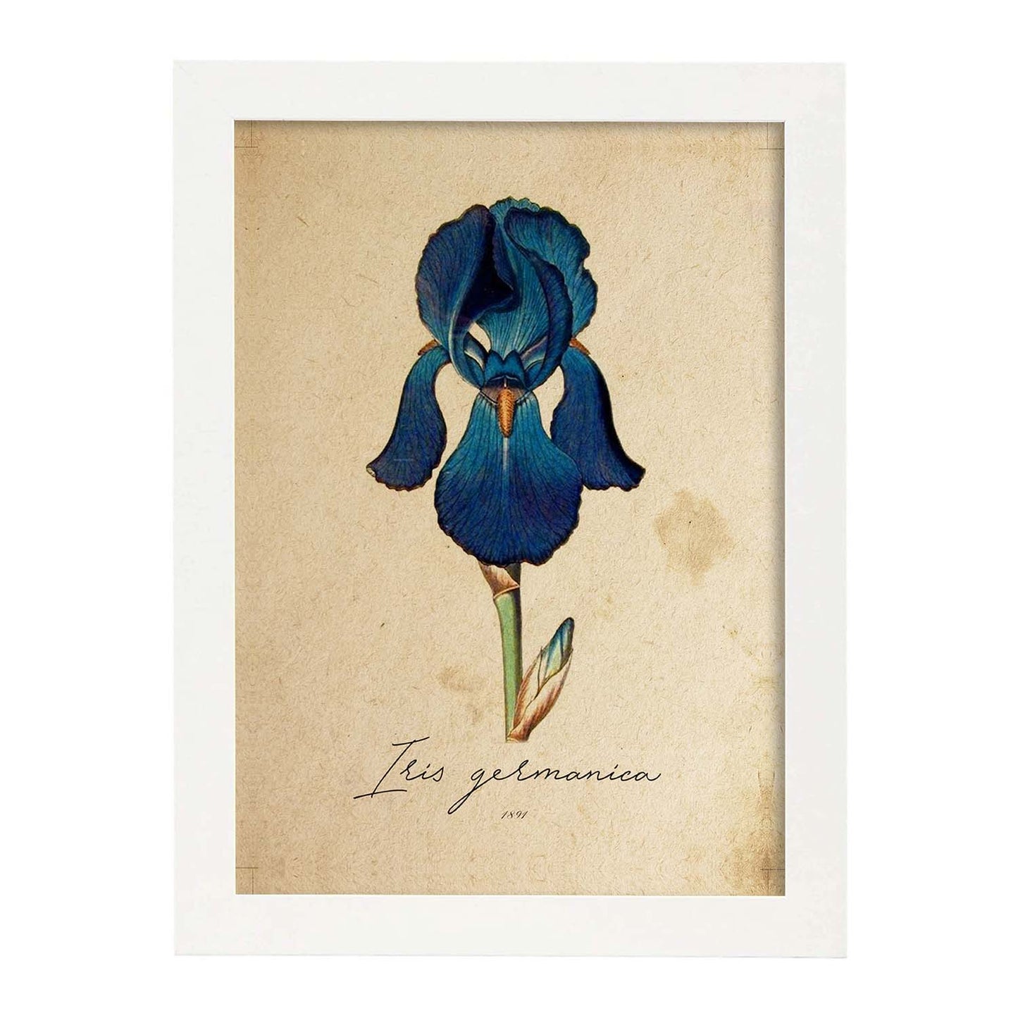 Poster de flores vintage. Lámina Iris con diseño vintage.-Artwork-Nacnic-A3-Marco Blanco-Nacnic Estudio SL