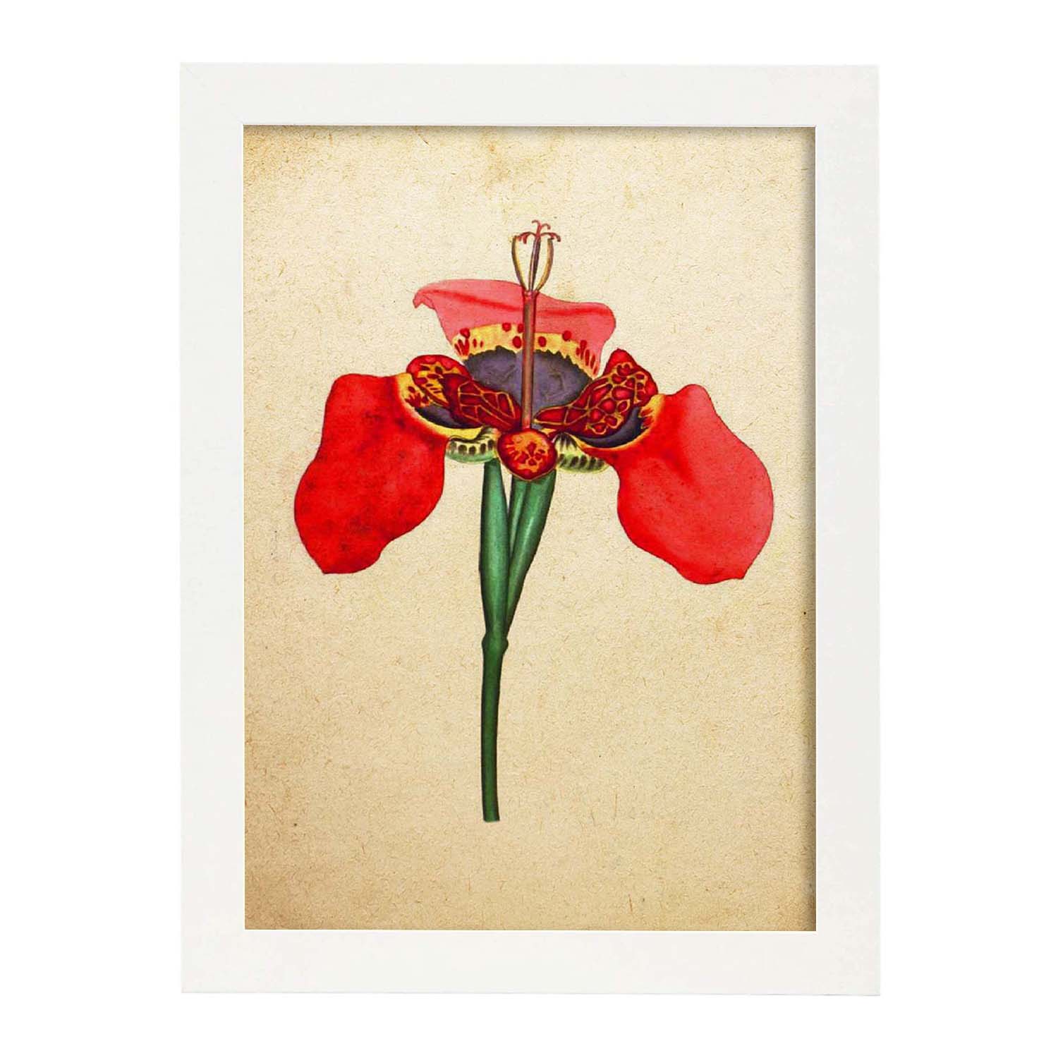 Poster de flores vintage. Lámina Iris foetidissima con diseño vintage.-Artwork-Nacnic-A3-Marco Blanco-Nacnic Estudio SL