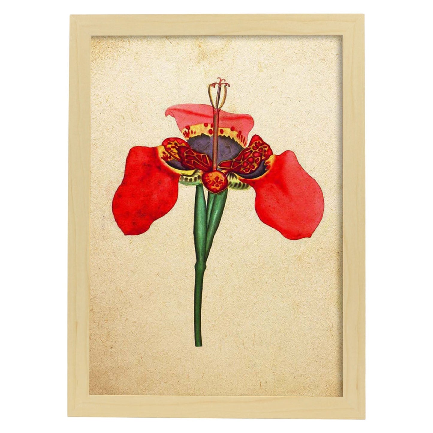 Poster de flores vintage. Lámina Iris foetidissima con diseño vintage.-Artwork-Nacnic-A3-Marco Madera clara-Nacnic Estudio SL