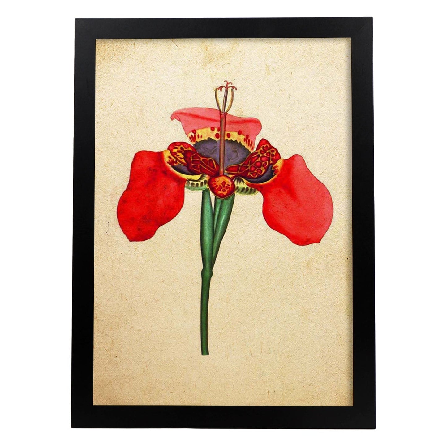 Poster de flores vintage. Lámina Iris foetidissima con diseño vintage.-Artwork-Nacnic-A3-Marco Negro-Nacnic Estudio SL