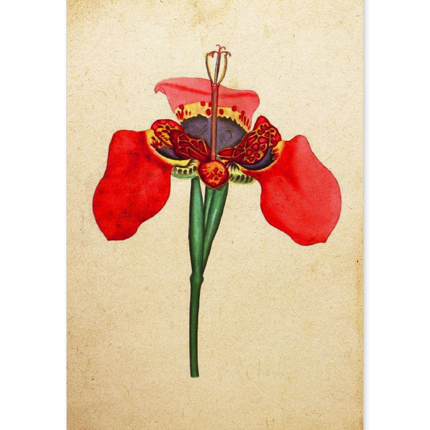 Poster de flores vintage. Lámina Iris foetidissima con diseño vintage.-Artwork-Nacnic-A4-Sin marco-Nacnic Estudio SL