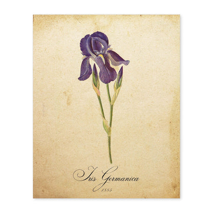 Poster de flores vintage. Lámina Iris germanica con diseño vintage.-Artwork-Nacnic-A4-Sin marco-Nacnic Estudio SL