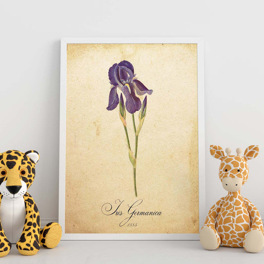 Poster de flores vintage. Lámina Iris germanica con diseño vintage.-Artwork-Nacnic-Nacnic Estudio SL