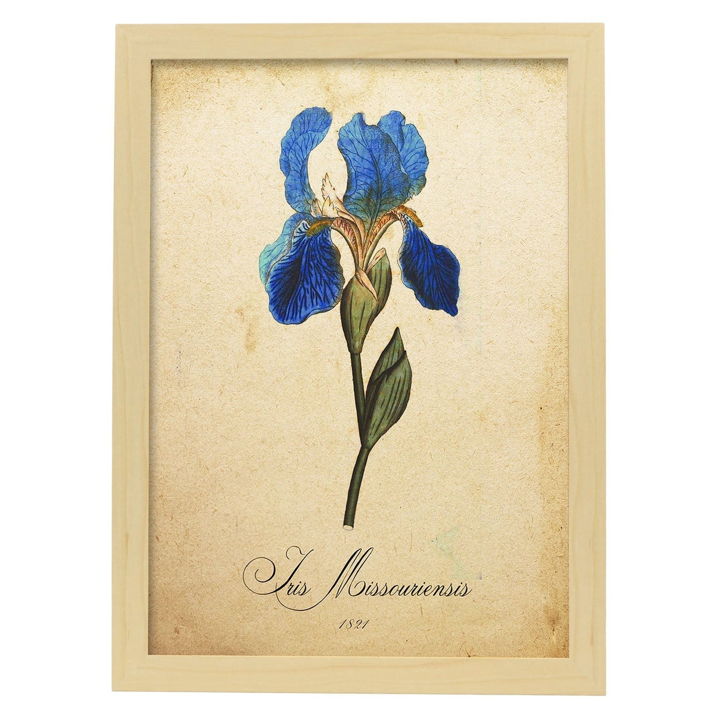 Poster de flores vintage. Lámina Iris missouriensis con diseño vintage.-Artwork-Nacnic-A3-Marco Madera clara-Nacnic Estudio SL