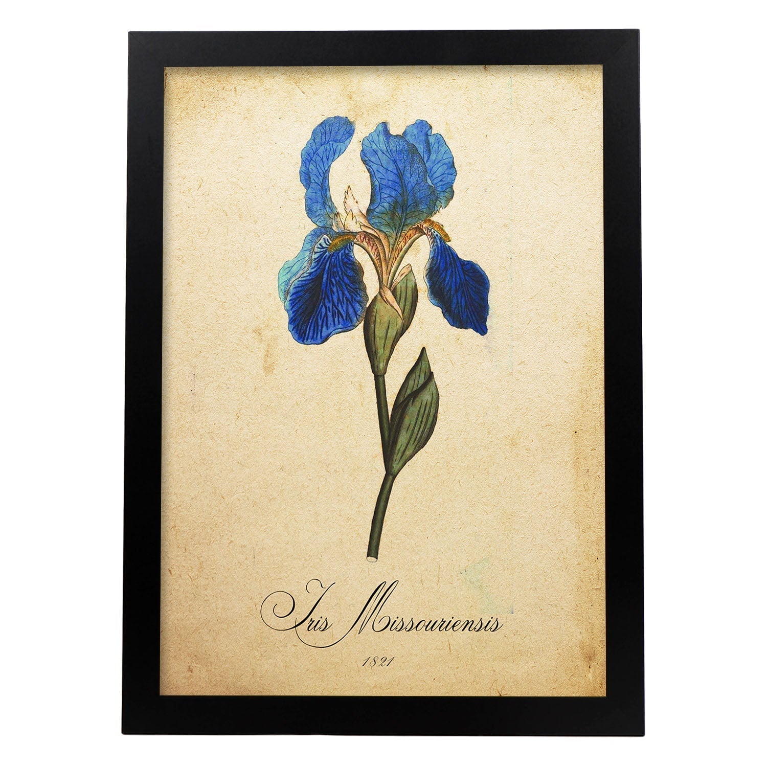 Poster de flores vintage. Lámina Iris missouriensis con diseño vintage.-Artwork-Nacnic-A3-Marco Negro-Nacnic Estudio SL