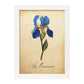 Poster de flores vintage. Lámina Iris missouriensis con diseño vintage.-Artwork-Nacnic-A4-Marco Blanco-Nacnic Estudio SL