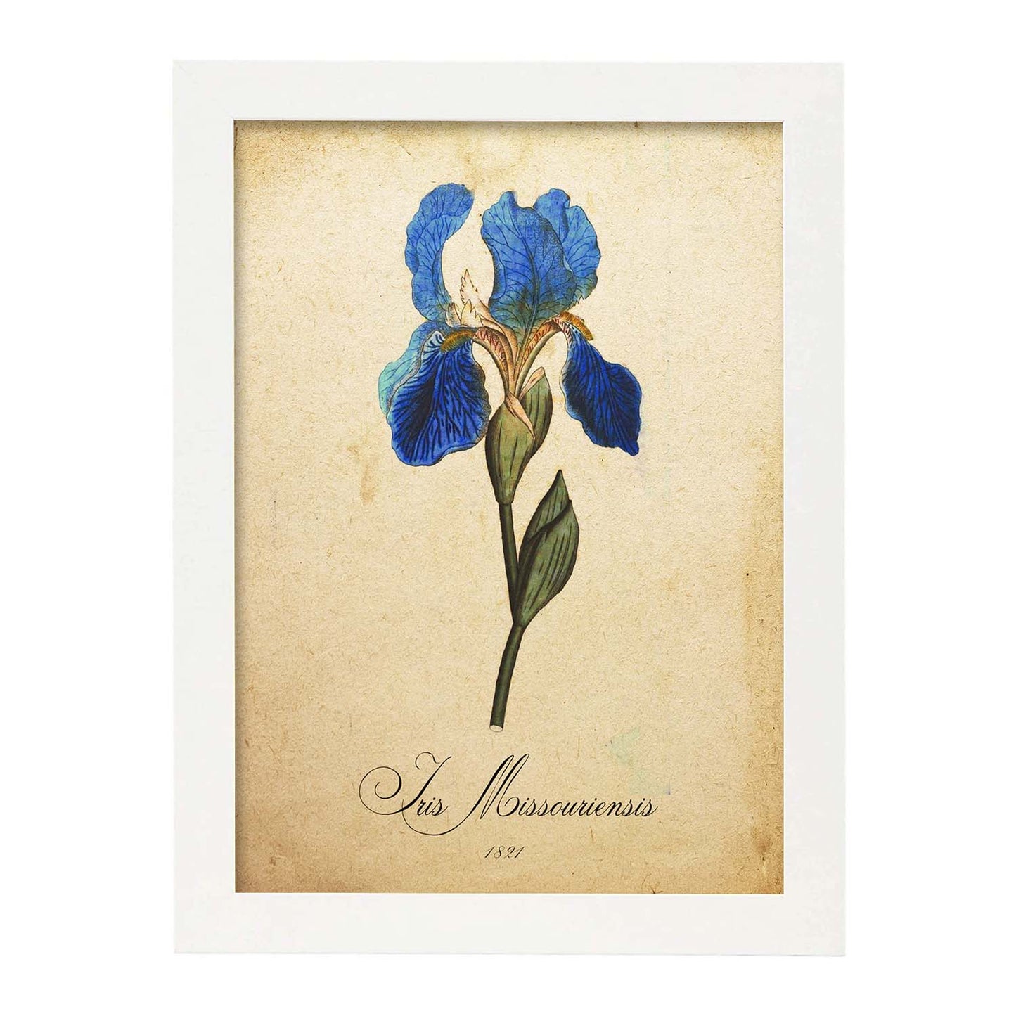 Poster de flores vintage. Lámina Iris missouriensis con diseño vintage.-Artwork-Nacnic-A4-Marco Blanco-Nacnic Estudio SL