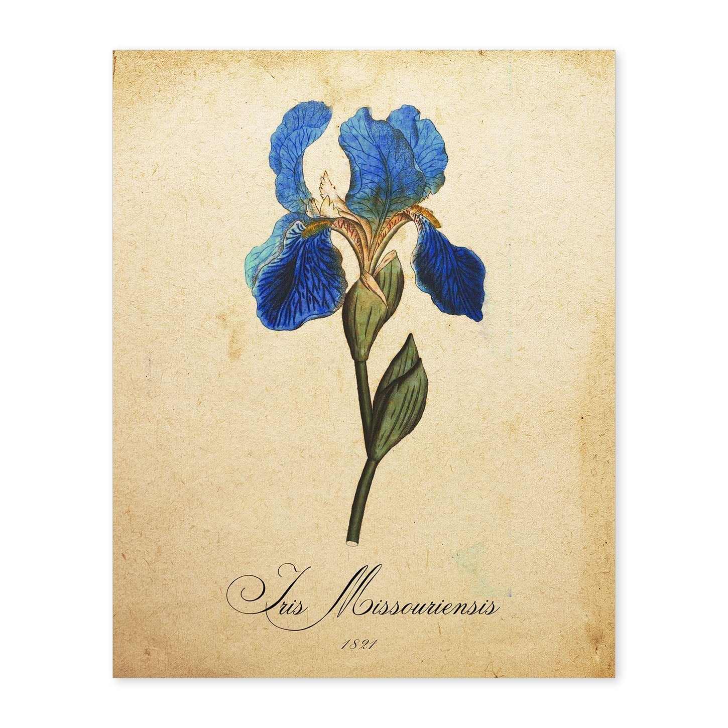 Poster de flores vintage. Lámina Iris missouriensis con diseño vintage.-Artwork-Nacnic-A4-Sin marco-Nacnic Estudio SL