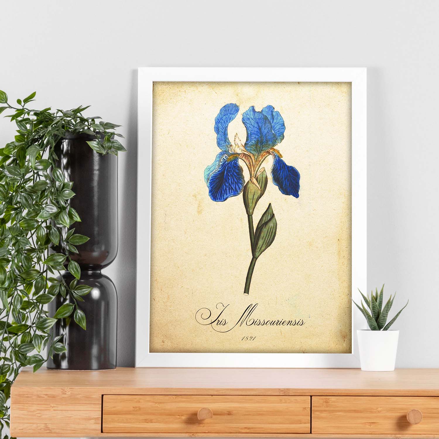 Poster de flores vintage. Lámina Iris missouriensis con diseño vintage.-Artwork-Nacnic-Nacnic Estudio SL