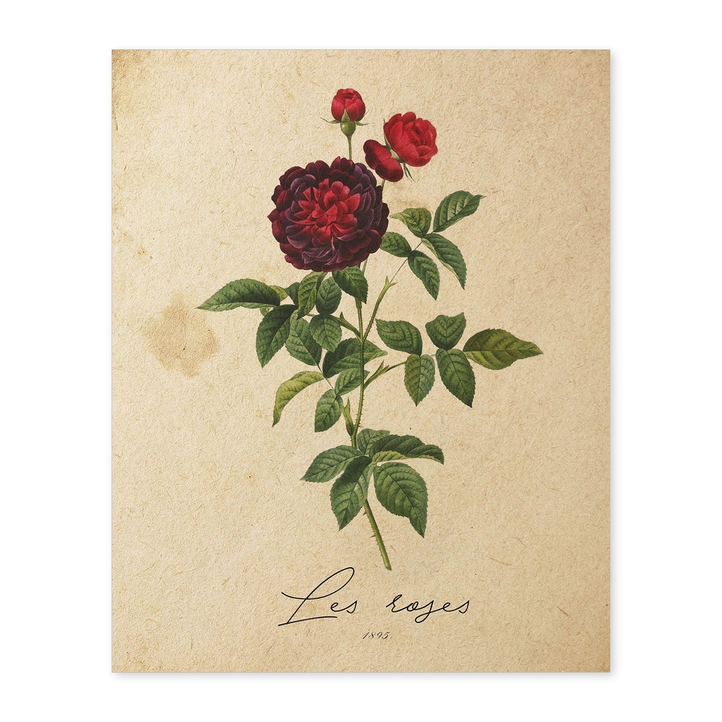 Poster de flores vintage. Lámina Les Roses 2 con diseño vintage.-Artwork-Nacnic-A4-Sin marco-Nacnic Estudio SL