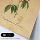 Poster de flores vintage. Lámina Les Roses con diseño vintage.-Artwork-Nacnic-Nacnic Estudio SL
