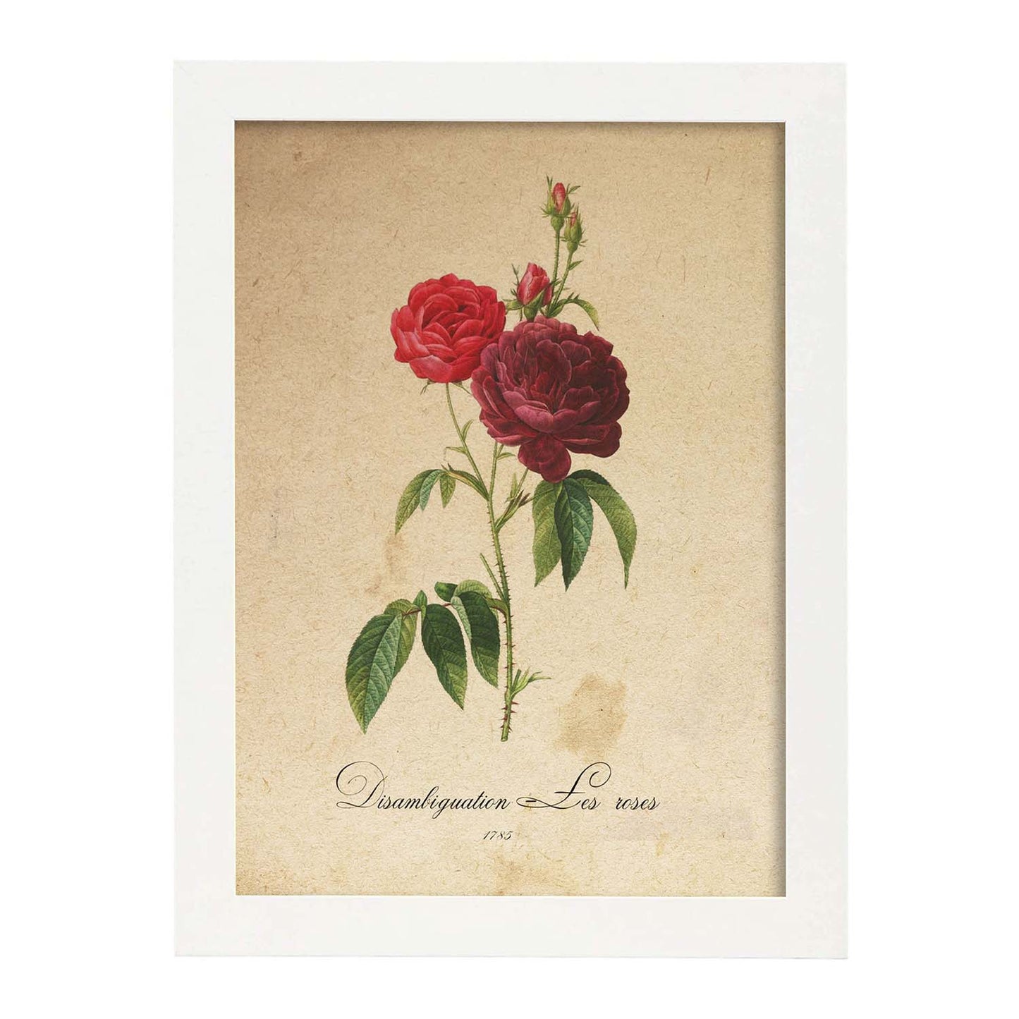 Poster de flores vintage. Lámina Les Roses con diseño vintage.-Artwork-Nacnic-A3-Marco Blanco-Nacnic Estudio SL