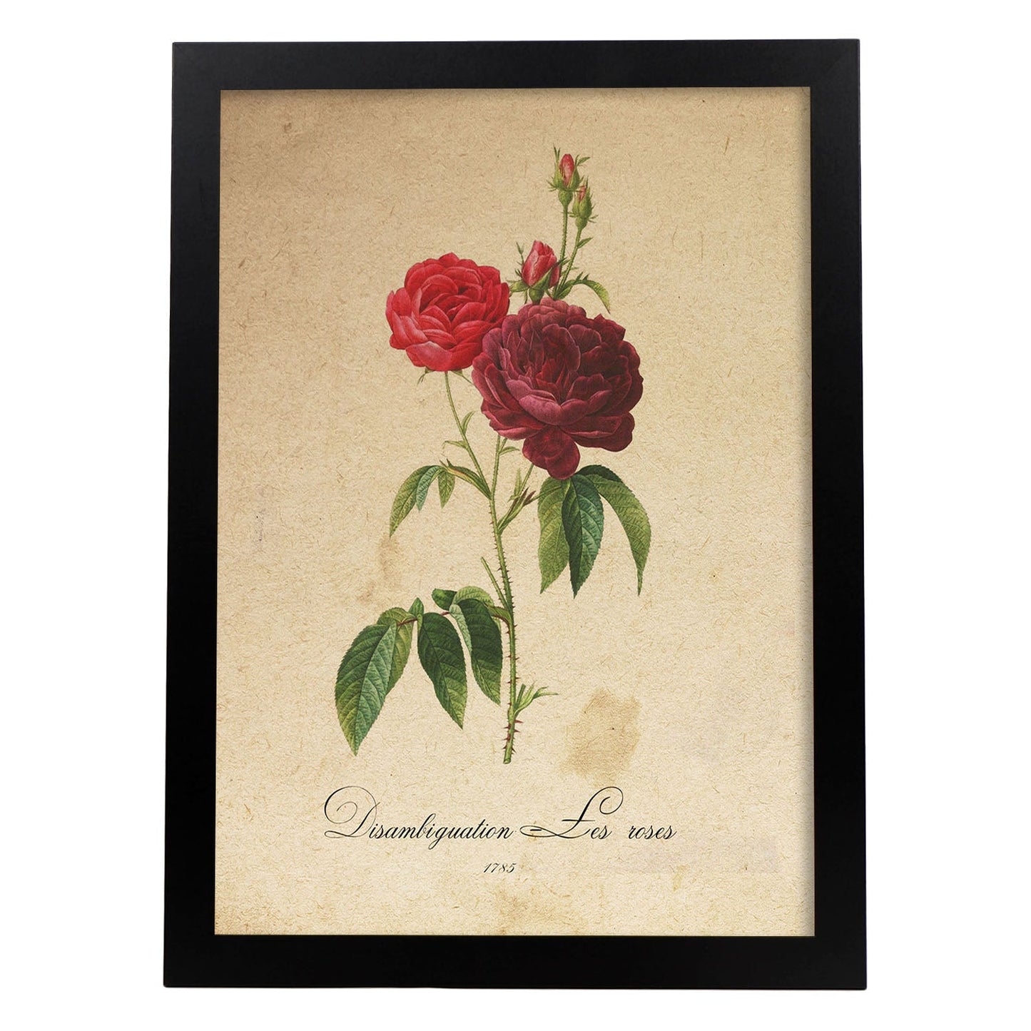 Poster de flores vintage. Lámina Les Roses con diseño vintage.-Artwork-Nacnic-A3-Marco Negro-Nacnic Estudio SL