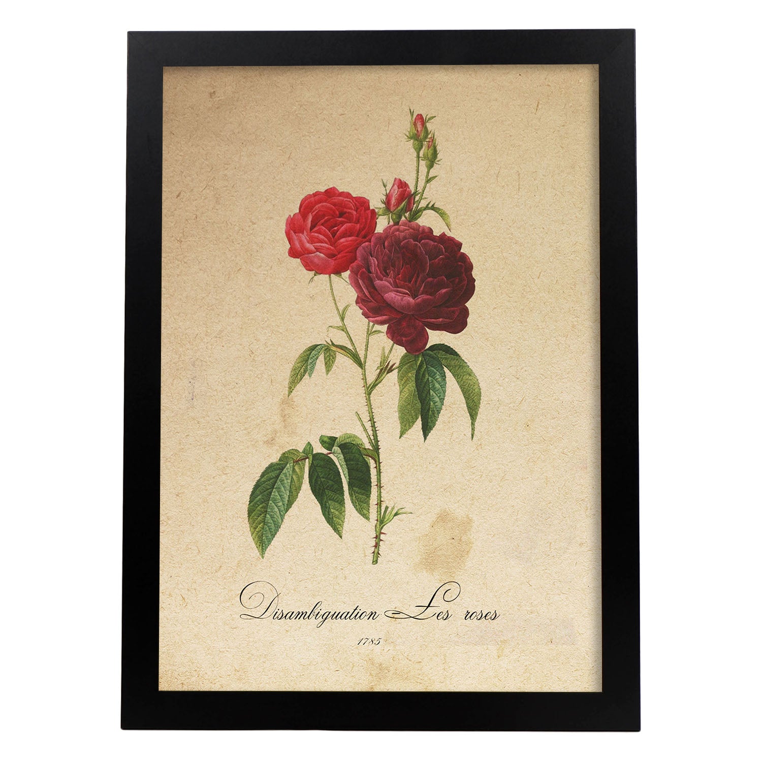 Poster de flores vintage. Lámina Les Roses con diseño vintage.-Artwork-Nacnic-A4-Marco Negro-Nacnic Estudio SL