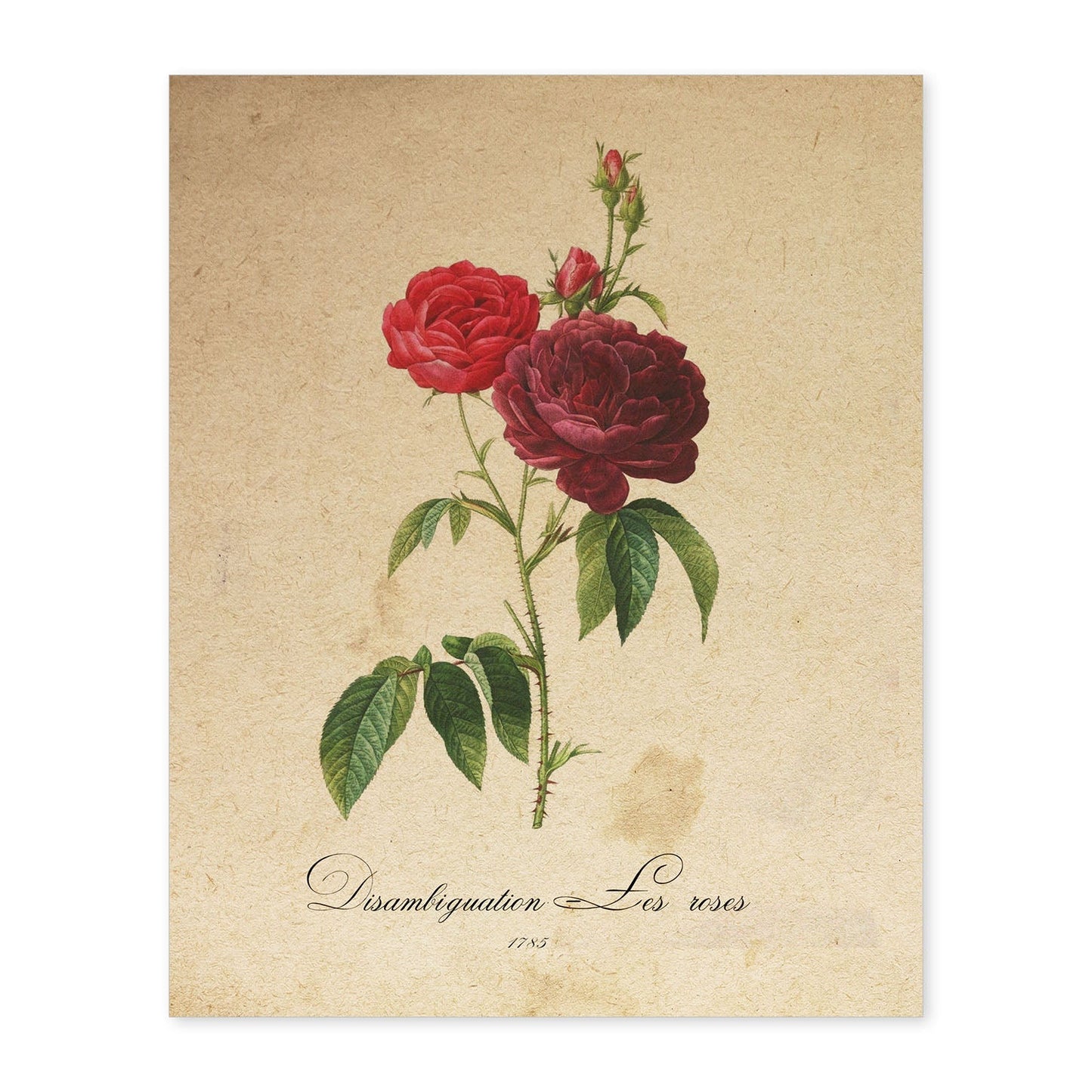 Poster de flores vintage. Lámina Les Roses con diseño vintage.-Artwork-Nacnic-A4-Sin marco-Nacnic Estudio SL