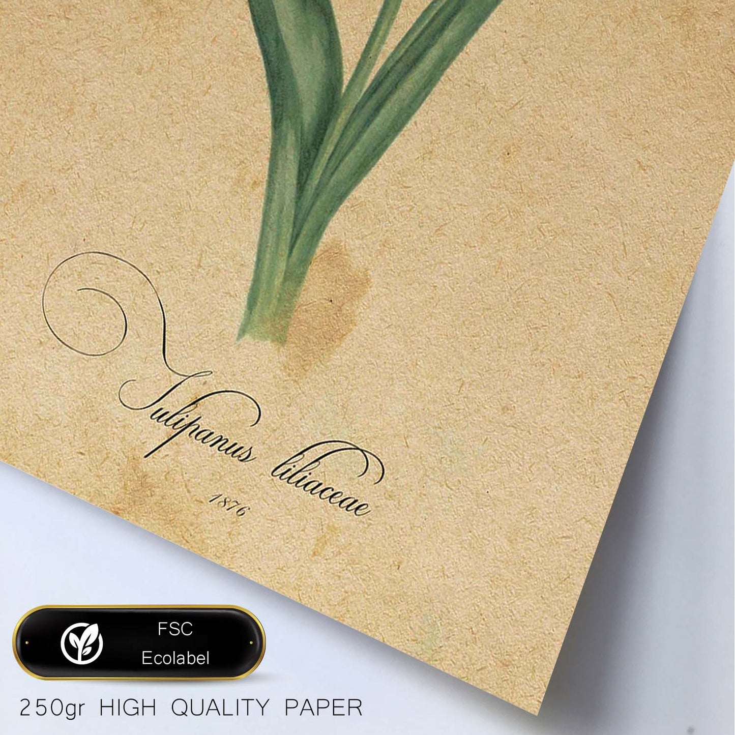 Poster de flores vintage. Lámina Liliaceae tulip con diseño vintage.-Artwork-Nacnic-Nacnic Estudio SL