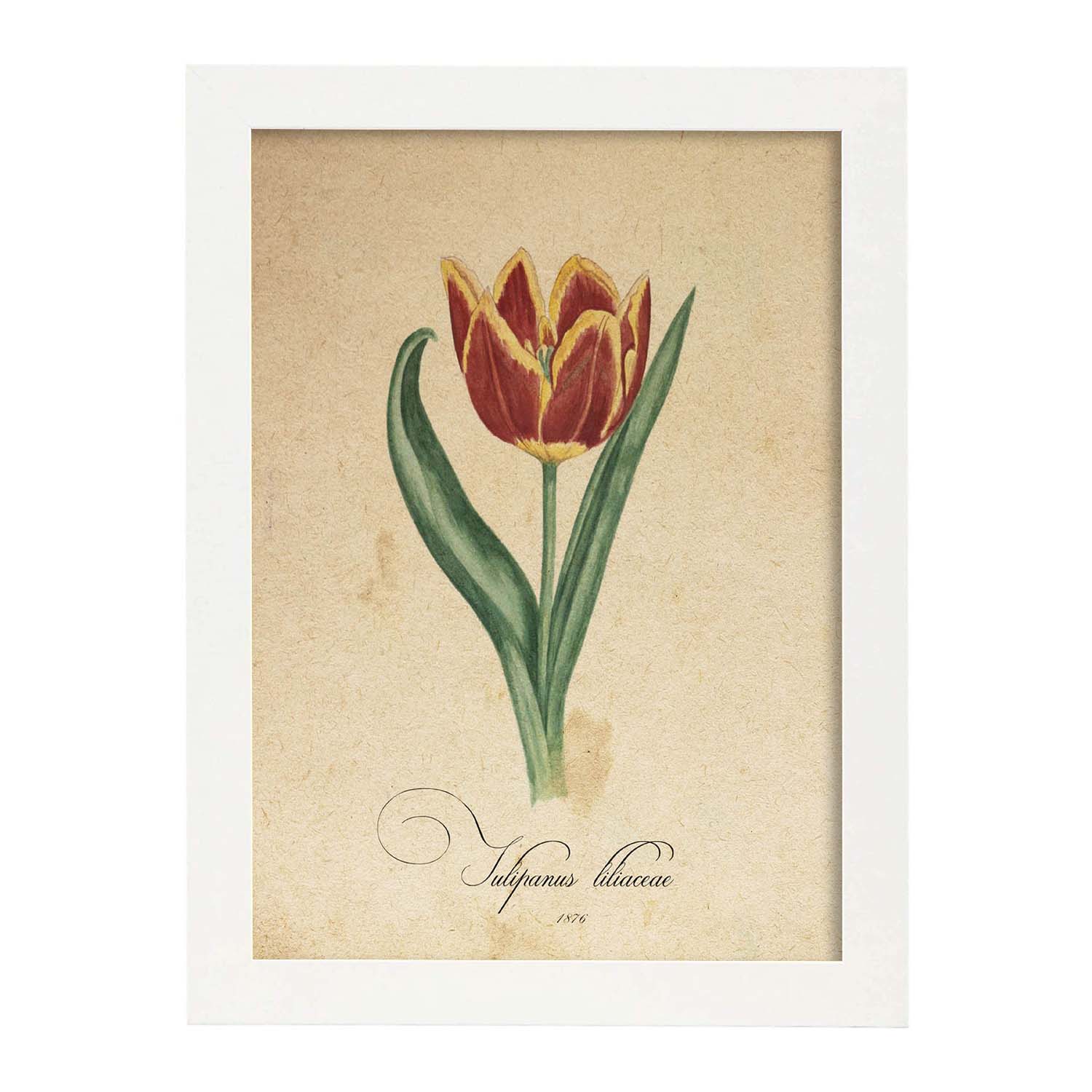 Poster de flores vintage. Lámina Liliaceae tulip con diseño vintage.-Artwork-Nacnic-A3-Marco Blanco-Nacnic Estudio SL