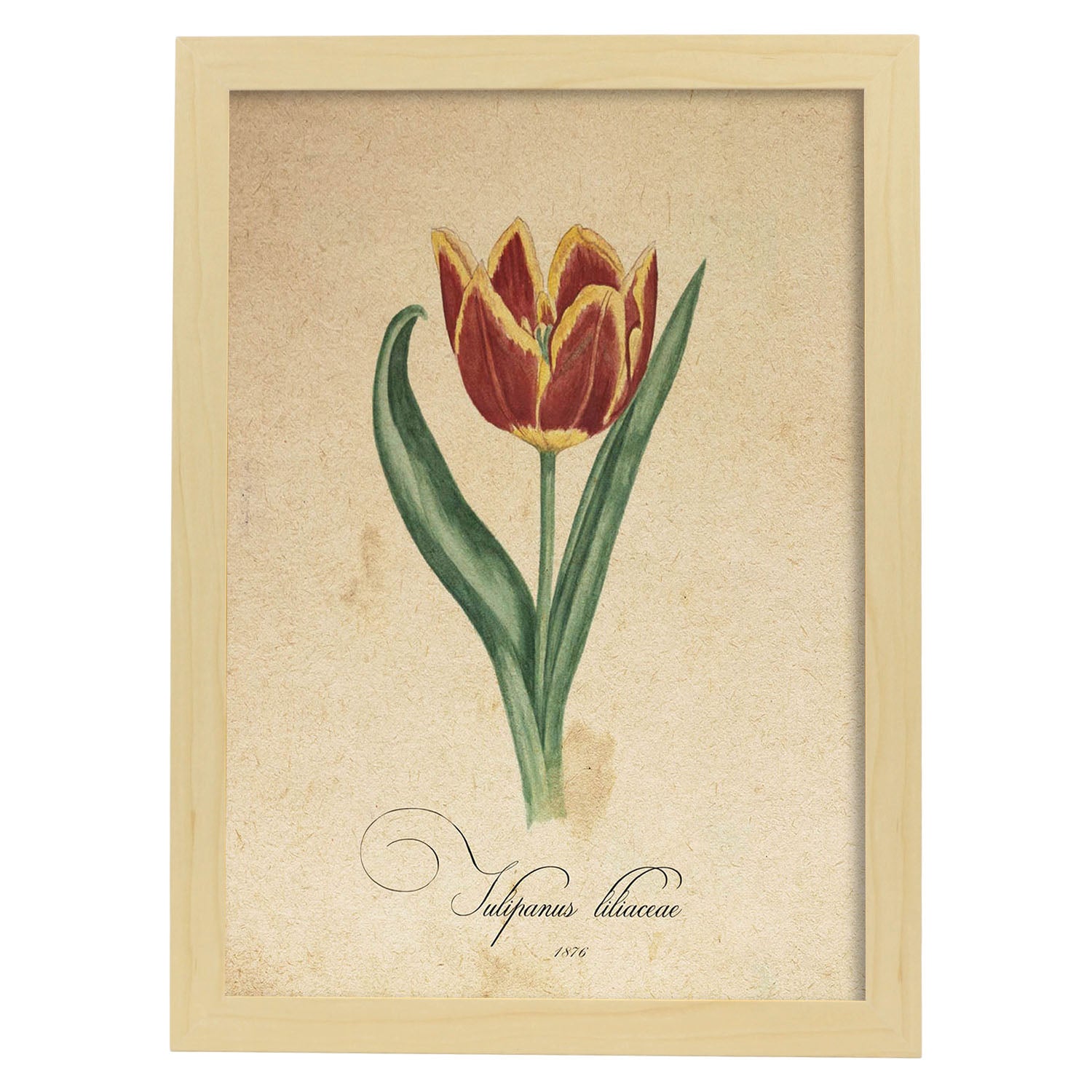 Poster de flores vintage. Lámina Liliaceae tulip con diseño vintage.-Artwork-Nacnic-A3-Marco Madera clara-Nacnic Estudio SL