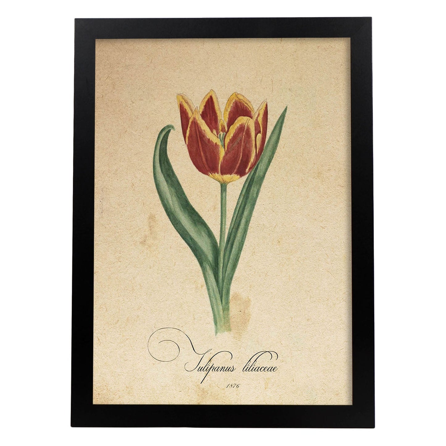 Poster de flores vintage. Lámina Liliaceae tulip con diseño vintage.-Artwork-Nacnic-A3-Marco Negro-Nacnic Estudio SL