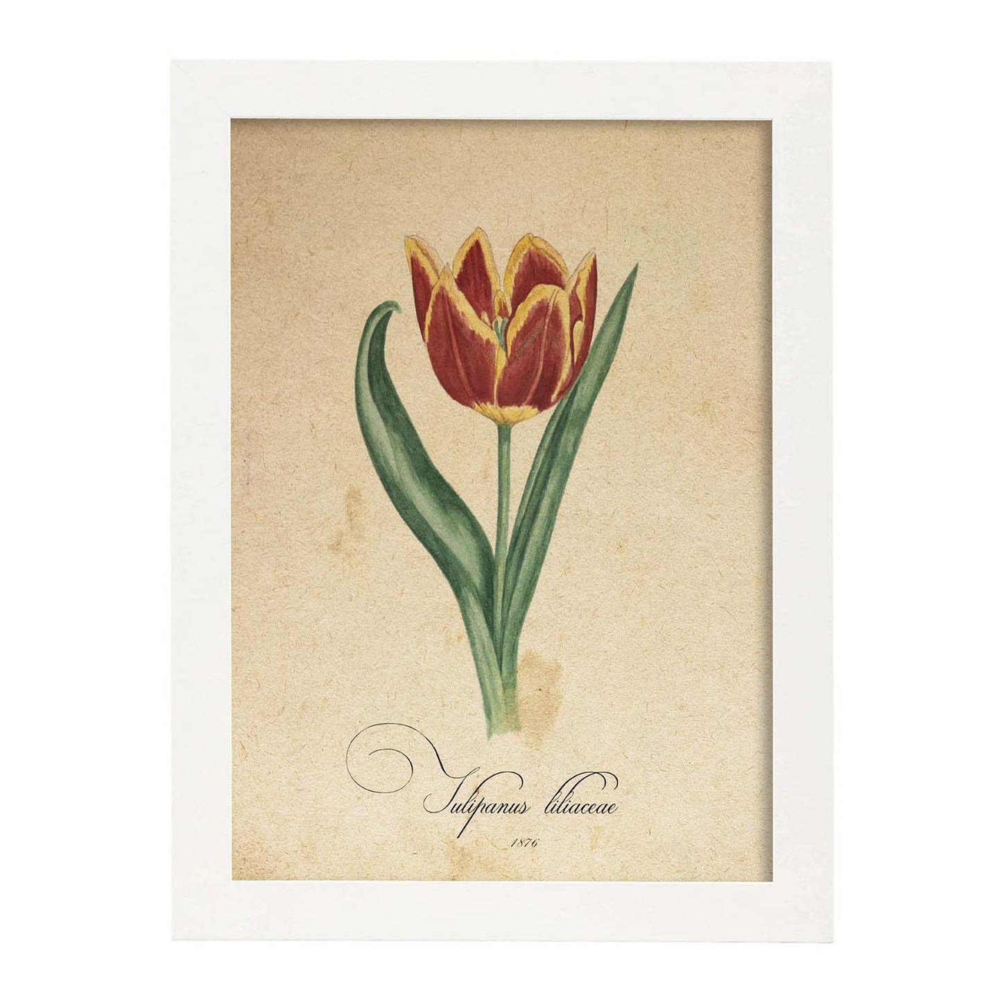 Poster de flores vintage. Lámina Liliaceae tulip con diseño vintage.-Artwork-Nacnic-A4-Marco Blanco-Nacnic Estudio SL