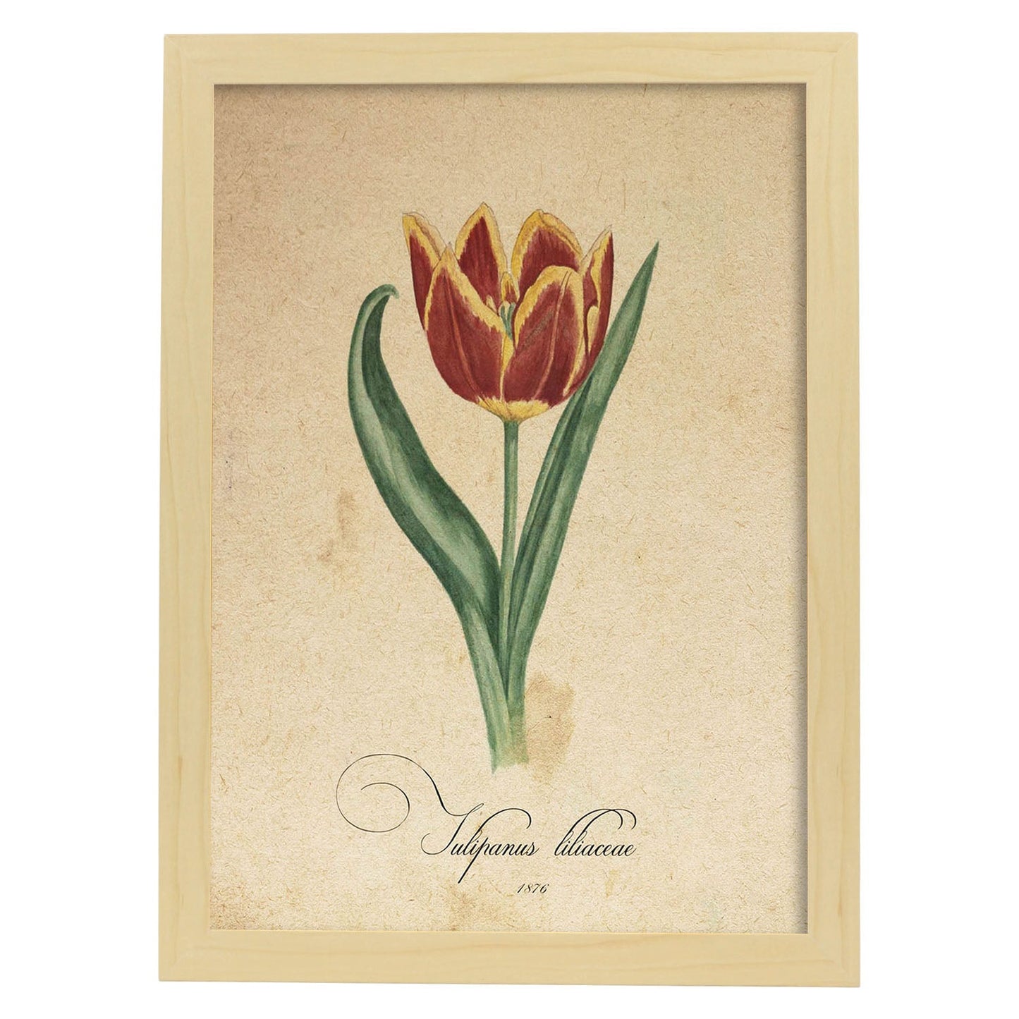 Poster de flores vintage. Lámina Liliaceae tulip con diseño vintage.-Artwork-Nacnic-A4-Marco Madera clara-Nacnic Estudio SL
