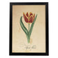 Poster de flores vintage. Lámina Liliaceae tulip con diseño vintage.-Artwork-Nacnic-A4-Marco Negro-Nacnic Estudio SL