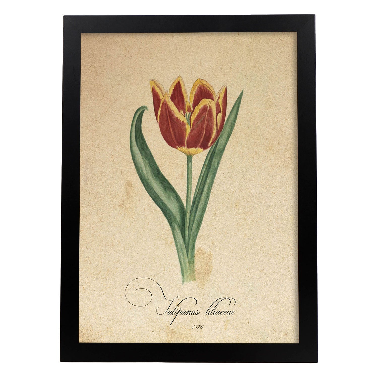 Poster de flores vintage. Lámina Liliaceae tulip con diseño vintage.-Artwork-Nacnic-A4-Marco Negro-Nacnic Estudio SL